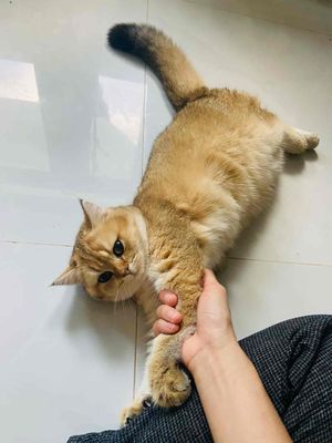 GOLDEN CÁI TƠ. Mua bán Mèo tại Quận 7 Tp Hồ Chí Minh được đăng bởi Thanh Thảo Nguyễn