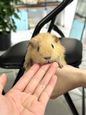 Bọ ú vàng 2-3 tháng