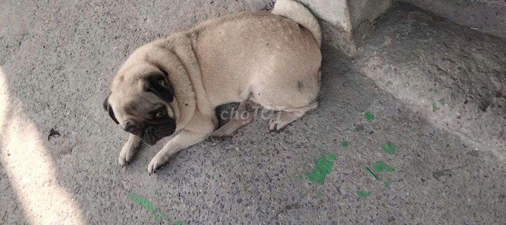Chó Pug đực Vàng cát đã tiêm. Mua bán Chó tại Thị xã Tân Uyên Bình Dương được đăng bởi Trinh Minh Chinh hình 1
