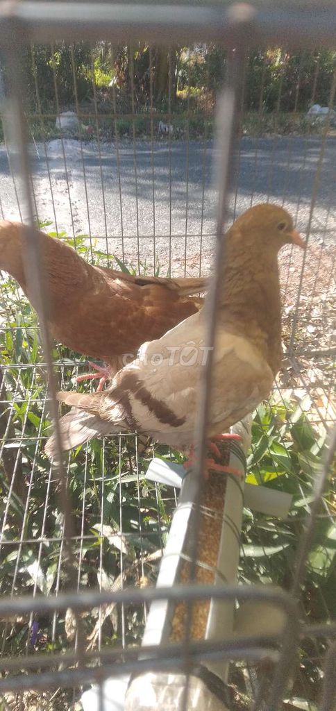 Bồ câu pháp. Mua bán Chim tại Thành phố Sóc Trăng Sóc Trăng được đăng bởi nhóc nhỏ hình 1