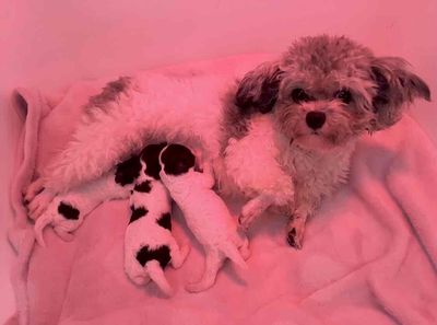 POODLE TEACUPTINY BÒ XÁM KHÓI