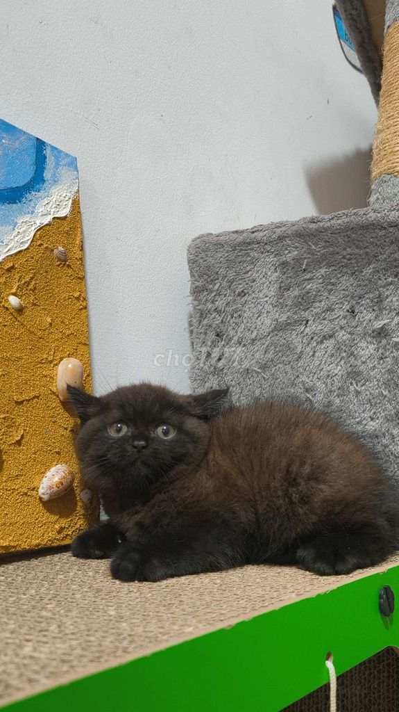 HCM Vũng Tàu mèo ALN đen đực form to đã tiêm. Mua bán Mèo tại Quận 5 Tp Hồ Chí Minh được đăng bởi Miss An hình 1