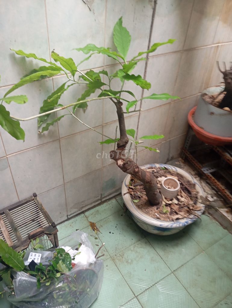Cây cảnh Lộc vừng. Mua bán Cây cảnh, đồ trang trí tại Quận Hải Châu Đà Nẵng được đăng bởi Nguyên  hình 1
