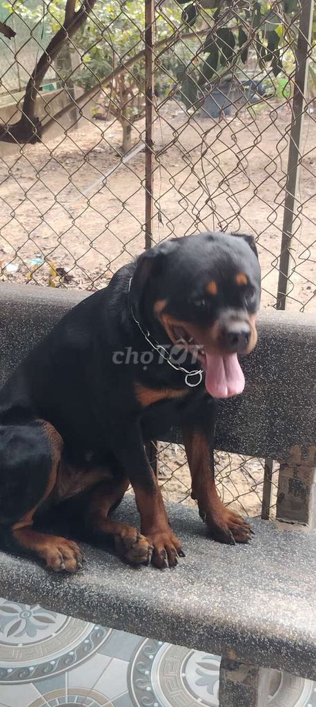 Chó Rotweler. Mua bán Chó tại Huyện Bàu Bàng Bình Dương được đăng bởi Thú Cưng hình 5