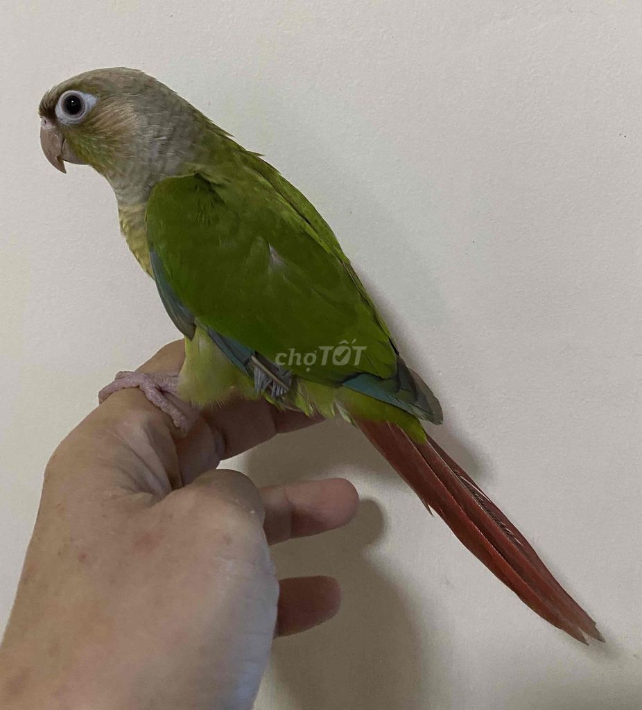 Bé vẹt Greencheck Pineapple màu đẹp và rất hiền ❤️. Mua bán Chim tại Quận Phú Nhuận Tp Hồ Chí Minh được đăng bởi Thuý An hình 1