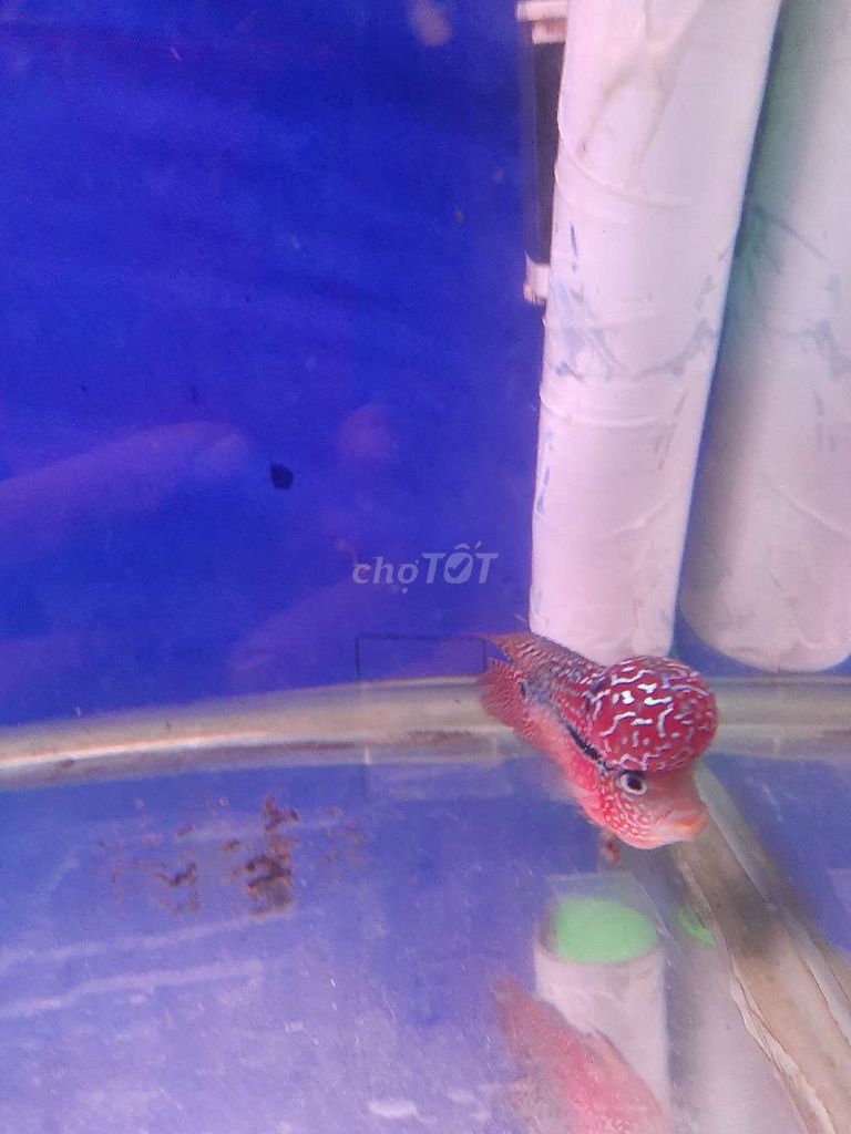 Kamfa 2 tong đỏ cam