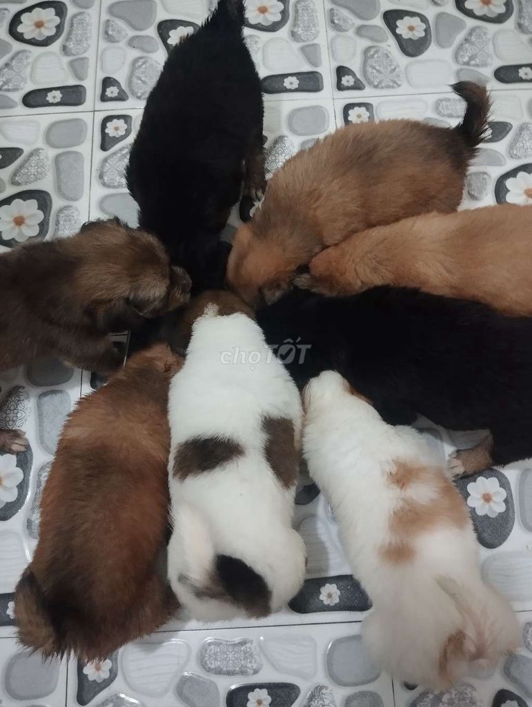 Chó Phú Quốc con. Mua bán Chó tại Huyện Quỳnh Phụ Thái Bình được đăng bởi hoaiaudi hình 1