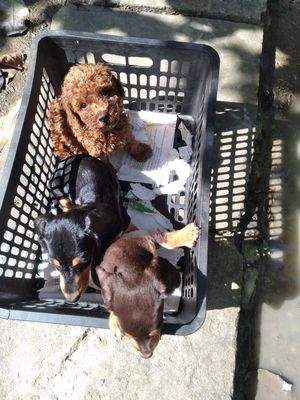 Chó con poodle, lạp, sóc-CM. Mua bán Chó tại Thành phố Cà Mau Cà Mau được đăng bởi Kim Sơn Thạch