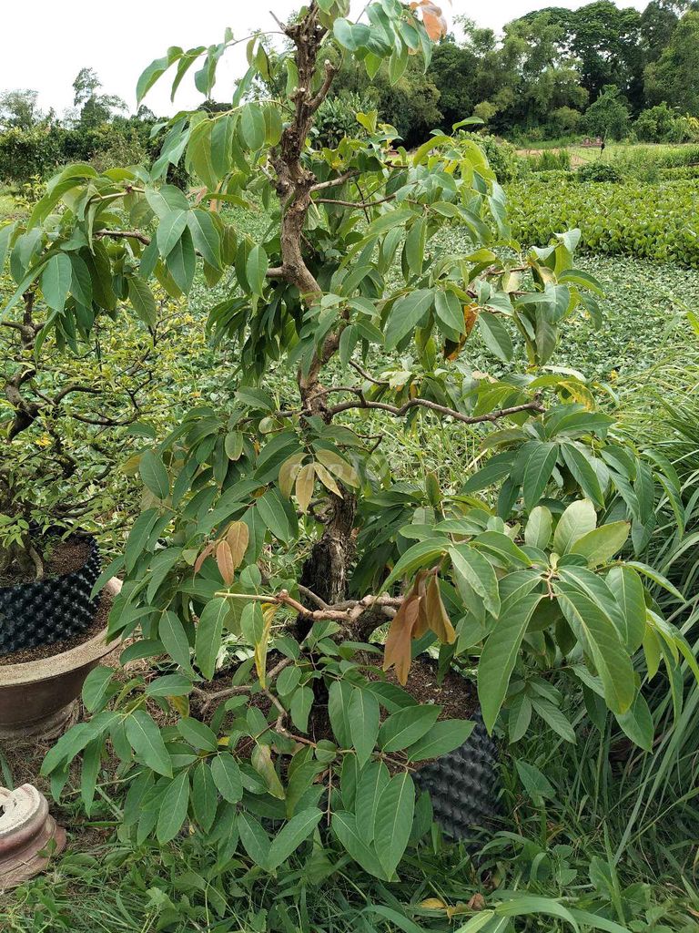Cây cảnh Bằng lăng tím gốc quái. Mua bán Cây cảnh, đồ trang trí tại Huyện Châu Phú An Giang được đăng bởi Thái gà hình 1