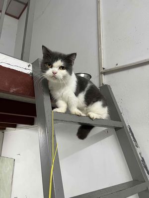 Bicolor munchkin cái Trưởng thành. Mua bán Mèo tại Thành phố Thủ Đức Tp Hồ Chí Minh được đăng bởi Nguyễn Khánh Vy