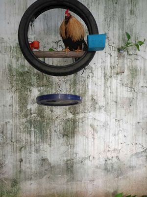 Sắp đi làm xa không có thời gian chăm sóc. Mua bán Gà tại Huyện Thuận Thành Bắc Ninh được đăng bởi Nguyễn công chuẩn 