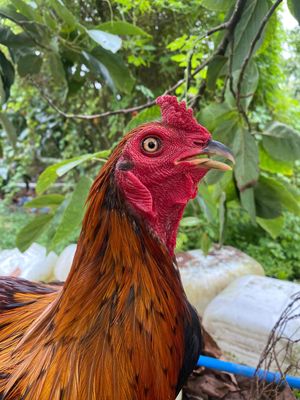 gà điều hiện 2kg3-4 còn lên. Mua bán Gà tại Huyện Chợ Mới An Giang được đăng bởi Phúc Vinh