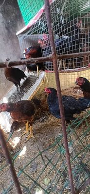 Bán gà ta khu vực sóc trăng. Mua bán Gà tại Thành phố Sóc Trăng Sóc Trăng được đăng bởi vo phi
