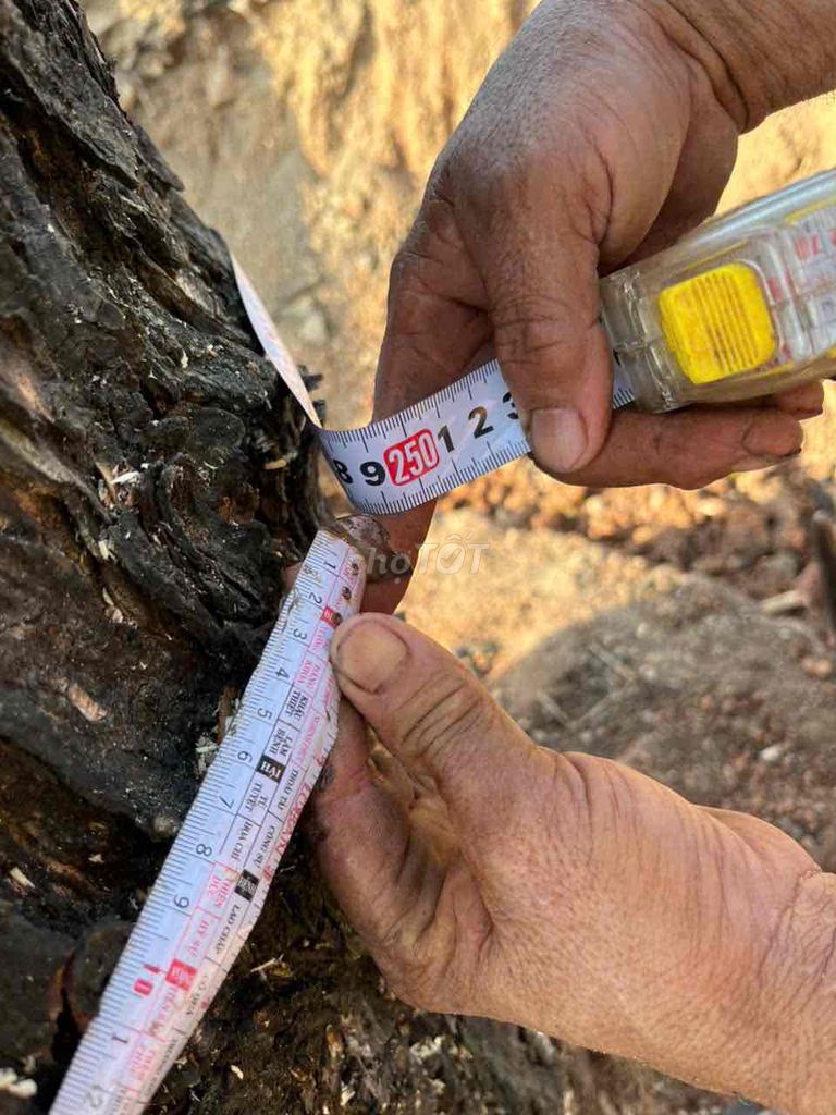 Dịch vụ di dời cây xanh. Dịch vụ tại Thành phố Biên Hòa Đồng Nai được đăng bởi Huỳnh Thành hình 1