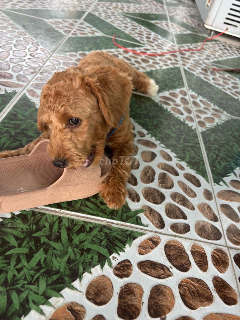 1 bé cái poodle khoẻ mạnh thông minh đã sổ và tiêm. Mua bán Chó tại Thành phố Cam Ranh Khánh Hòa được đăng bởi My Tike Son hình 3