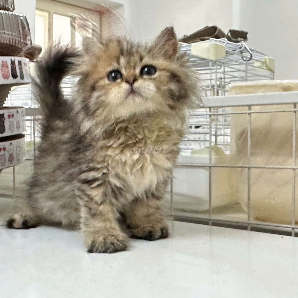 Mèo Ba Tư Nhiều màu Đực cái Sức khỏe tốt. Mua bán Mèo tại Quận Tân Bình Tp Hồ Chí Minh được đăng bởi Huỳnh Thị Bích Trâm hình 1