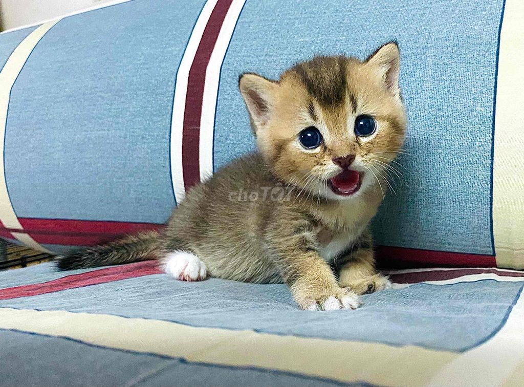 Bé Black Golden tìm 🏡 mới. Mua bán Mèo tại Quận Bình Thạnh Tp Hồ Chí Minh được đăng bởi Dennis Chu hình 1