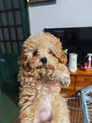 Chó Poodle 2.5 tháng đã tiêm 2 mũi