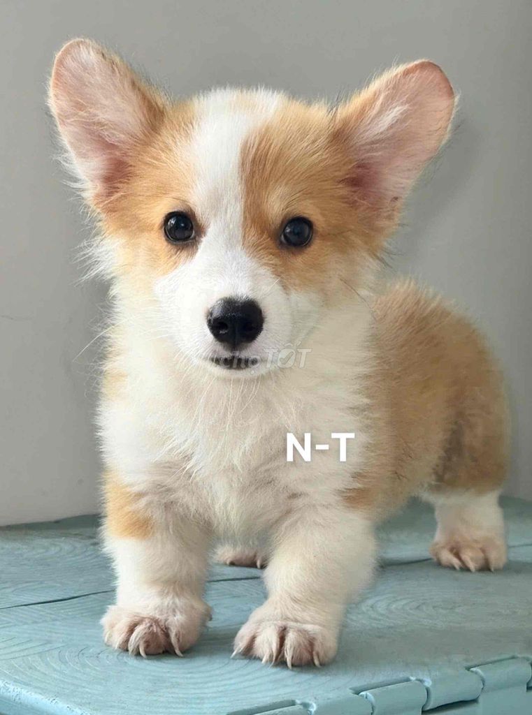 Chó Corgi thuần chủng. Mua bán Chó tại Quận Bình Tân Tp Hồ Chí Minh được đăng bởi Trang  hình 1
