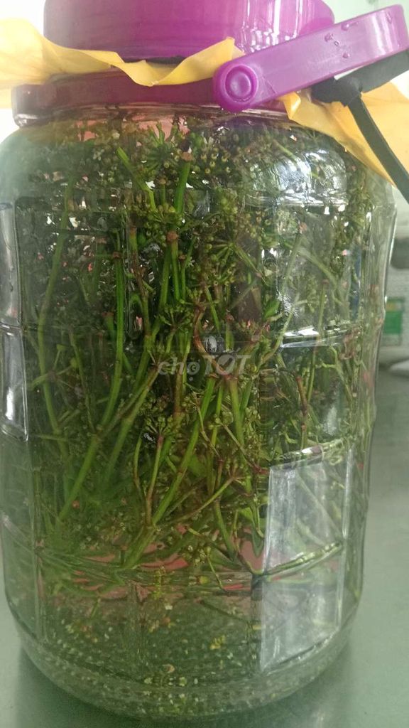 Bình Hoa Đinh Lăng 5 lít. Mua bán Dụng cụ nhà bếp tại Thành phố Bà Rịa Bà Rịa - Vũng Tàu được đăng bởi Dinh Long hình 1