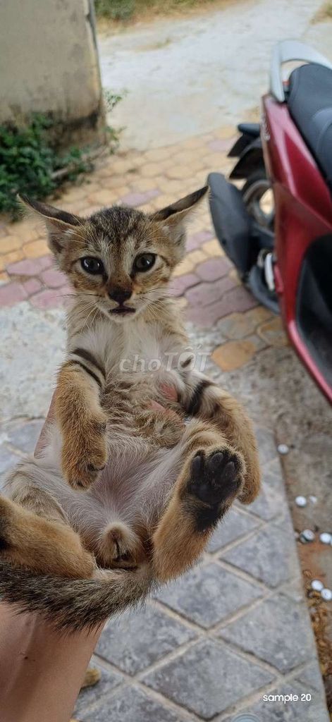 Mèo nhà con Nâu sọc. Mua bán Mèo tại Thành phố Phan Thiết Bình Thuận được đăng bởi Tân Nhật hình 1