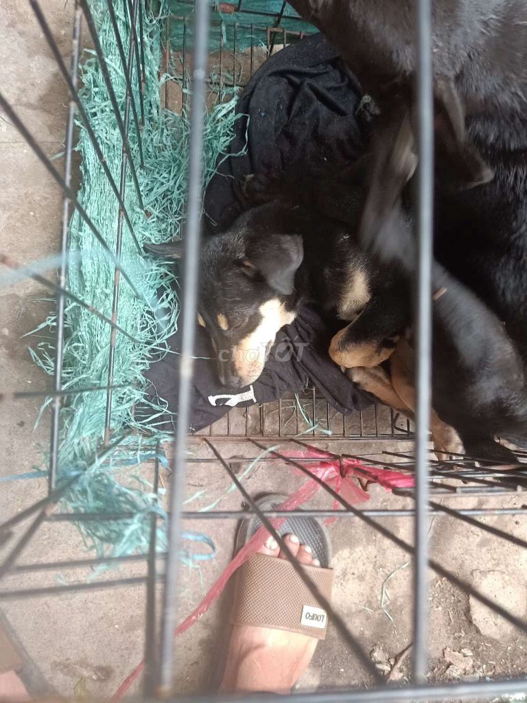 Chó cỏ nhà đẻ . Mua bán Chó tại Huyện Bình Chánh Tp Hồ Chí Minh được đăng bởi Ty Nguyen hình 1