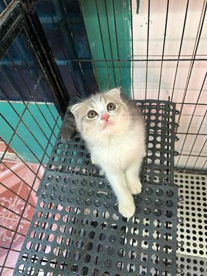 mèo ALN tai cụp