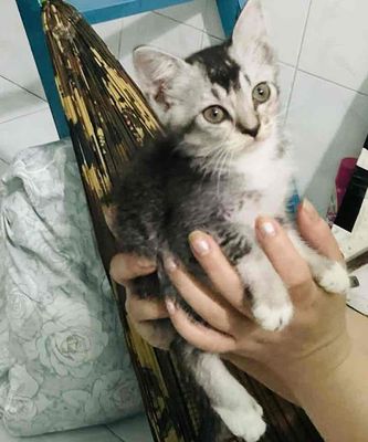 Mèo Anh lông ngắn Đực Cái