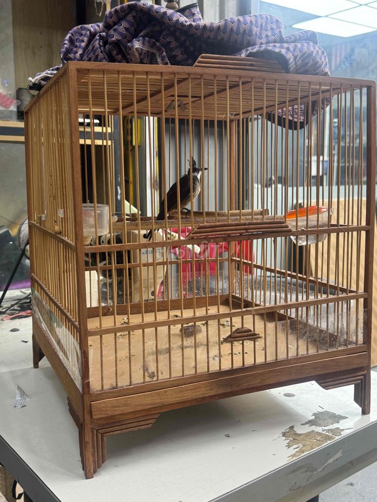 Chim chào mào 1 tuổi. Mua bán Chim tại Thành phố Thủ Đức Tp Hồ Chí Minh được đăng bởi Tran Quang Hanh hình 1