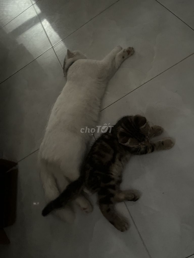 Mèo con 3 tháng tuổi. Mua bán Mèo tại Quận Ngũ Hành Sơn Đà Nẵng được đăng bởi Nhi Trương hình 1