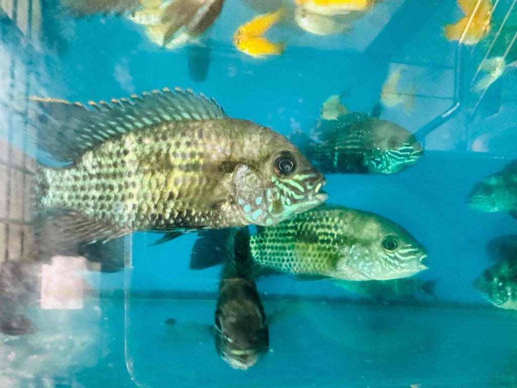 Cá Kim Cương Xanh-1 con 30k size 2 ngón. Mua bán Thú cưng khác tại Quận 12 Tp Hồ Chí Minh được đăng bởi Cá Cảnh Sài Gòn Giá Sĩ  hình 1