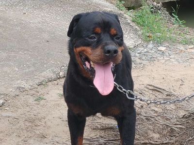 chó Đực Quá Khủng.. Mua bán Chó tại Thành phố Đồng Xoài Bình Phước được đăng bởi Nhân Rottweiler 