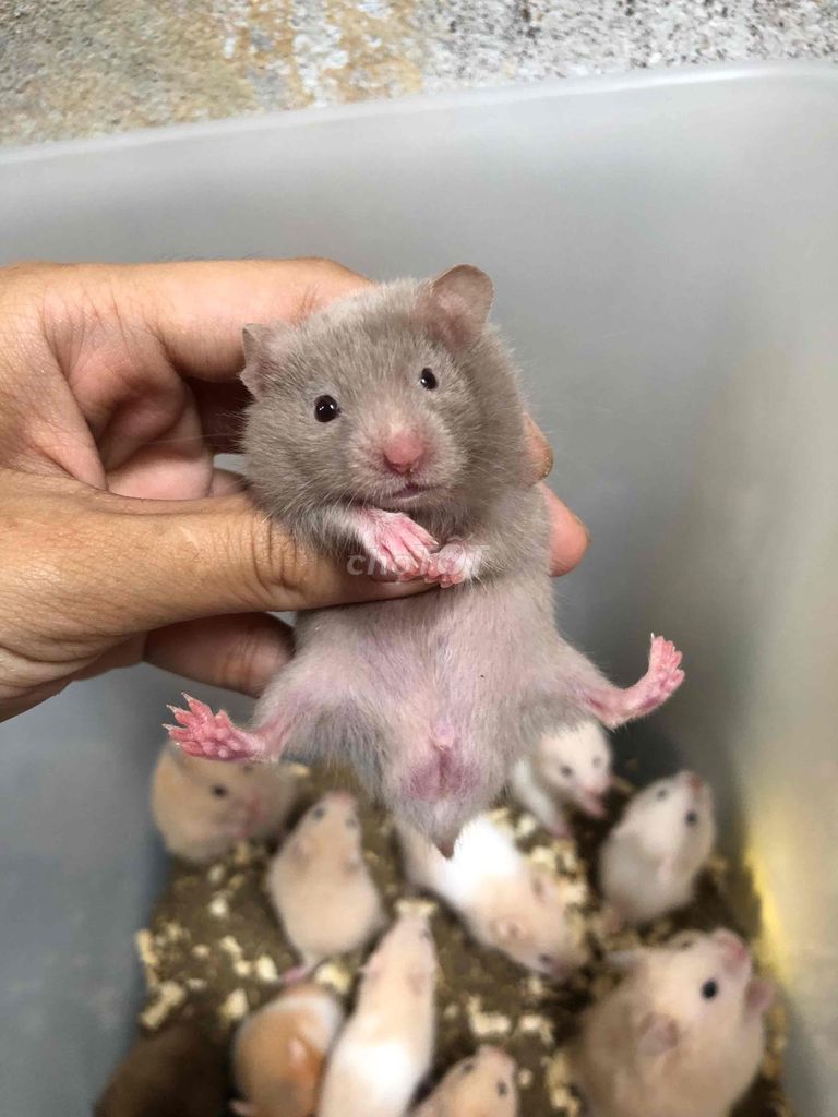 Chuột Hamster Bear Xám tro Đực 3 tuần. Mua bán Thú cưng khác tại Quận Bình Tân Tp Hồ Chí Minh được đăng bởi Ở trọ bày đặt bán chụtt hình 1