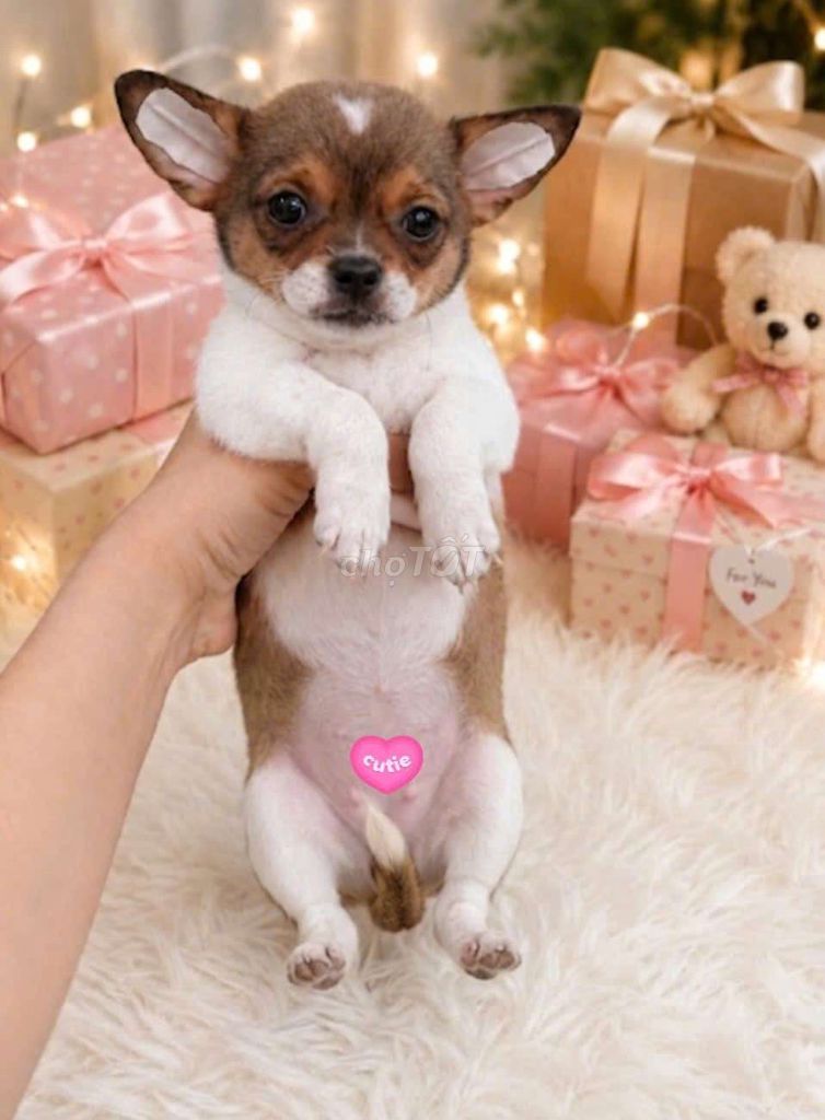 3 bé chiahuahua f và 1 bé nhật lai fox. Mua bán Chó tại Quận Bình Tân Tp Hồ Chí Minh được đăng bởi Thiên Phúc Anh hình 1
