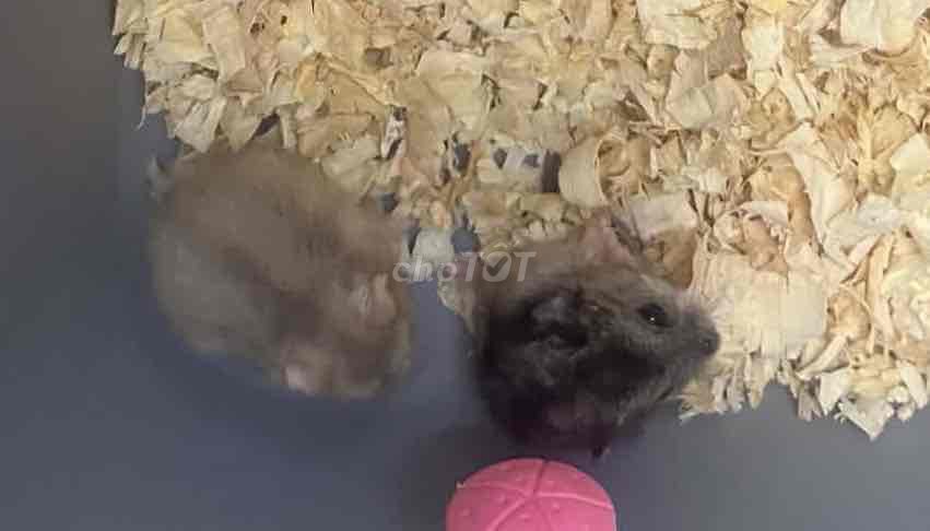 Hamster Trà sữa , Sóc cute 🐹🐹. Mua bán Thú cưng khác tại Huyện Thanh Trì Hà Nội được đăng bởi Vũ Hà hình 1