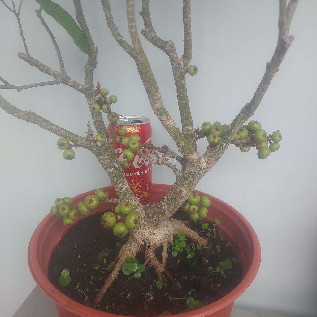 Thanh lý Sung bonsai siêu trái