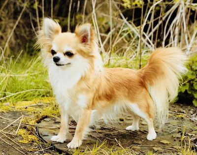 Chó Chihuahua Lông dài Cái Tơ 1kg7 Thuần Chủng