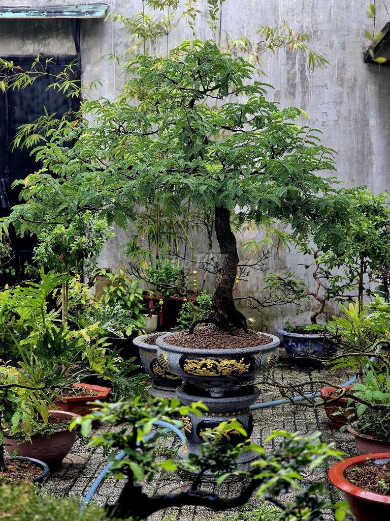 Cây Me . Mua bán Cây cảnh, đồ trang trí tại Thành phố Biên Hòa Đồng Nai được đăng bởi trung hòa hình 1