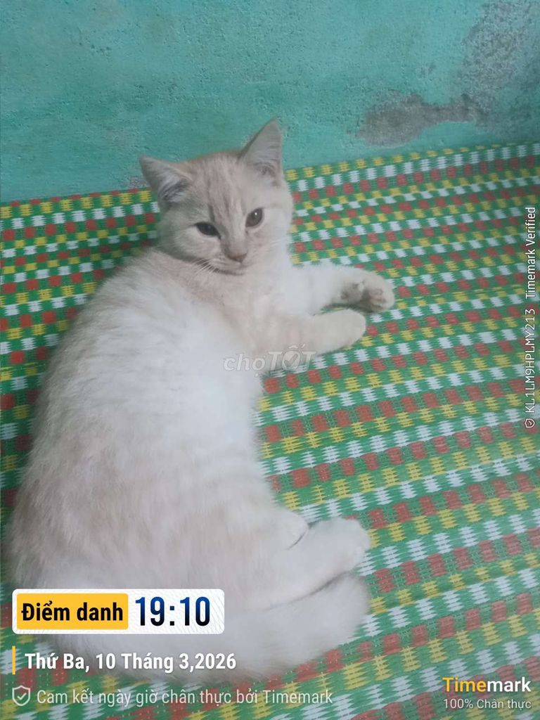 Mèo Anh lông dài Vàng kem. Mua bán Mèo tại Quận Ngũ Hành Sơn Đà Nẵng được đăng bởi Minhduy Phan hình 1