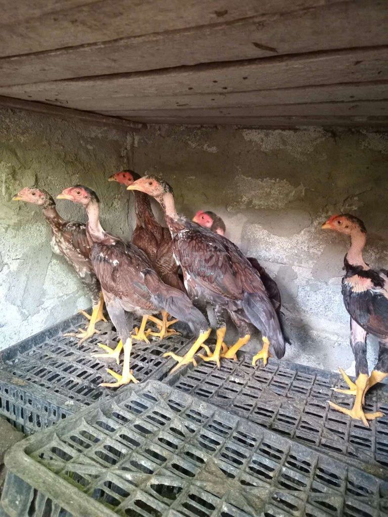 động bịp rồng mã mái. Mua bán Gà tại Huyện Thường Tín Hà Nội được đăng bởi Đức Thiện hình 1