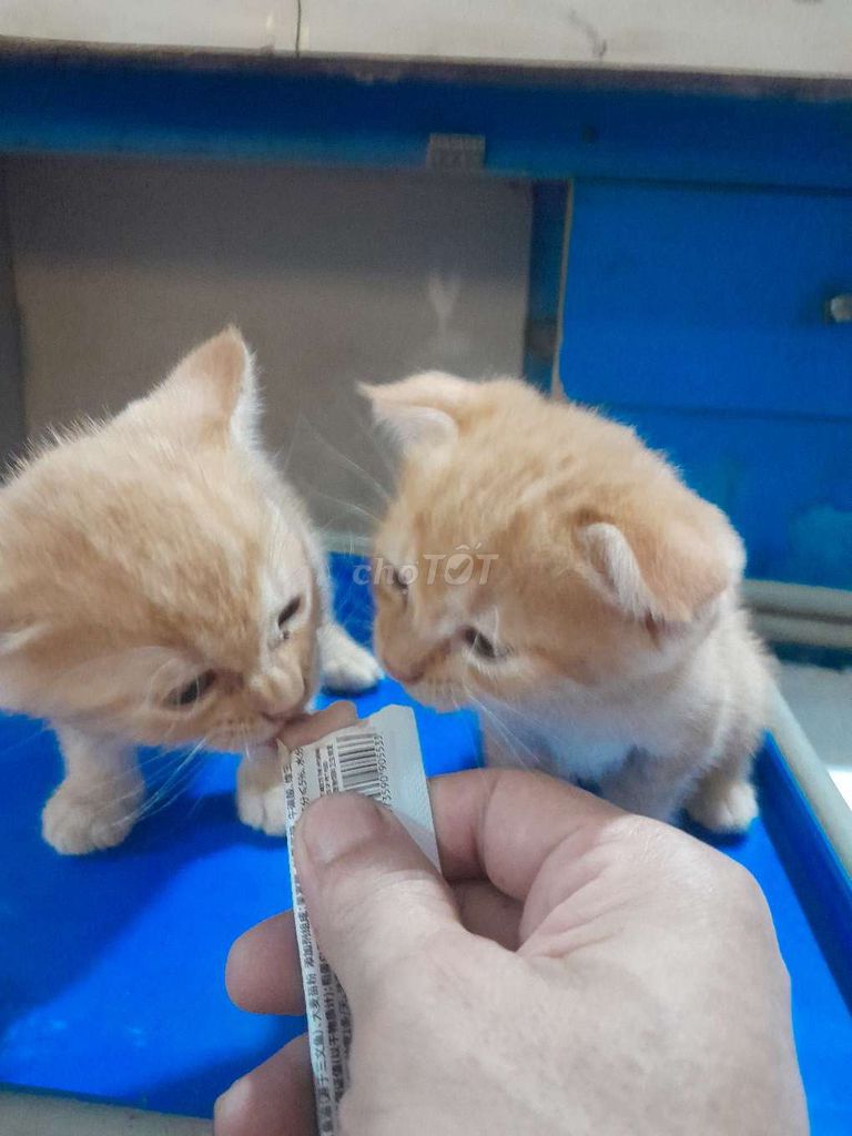 Mèo Anh lông ngắn hơn 1 tháng tuổi. Mua bán Mèo tại Huyện Gia Lâm Hà Nội được đăng bởi Nguyễn khiêm  hình 1
