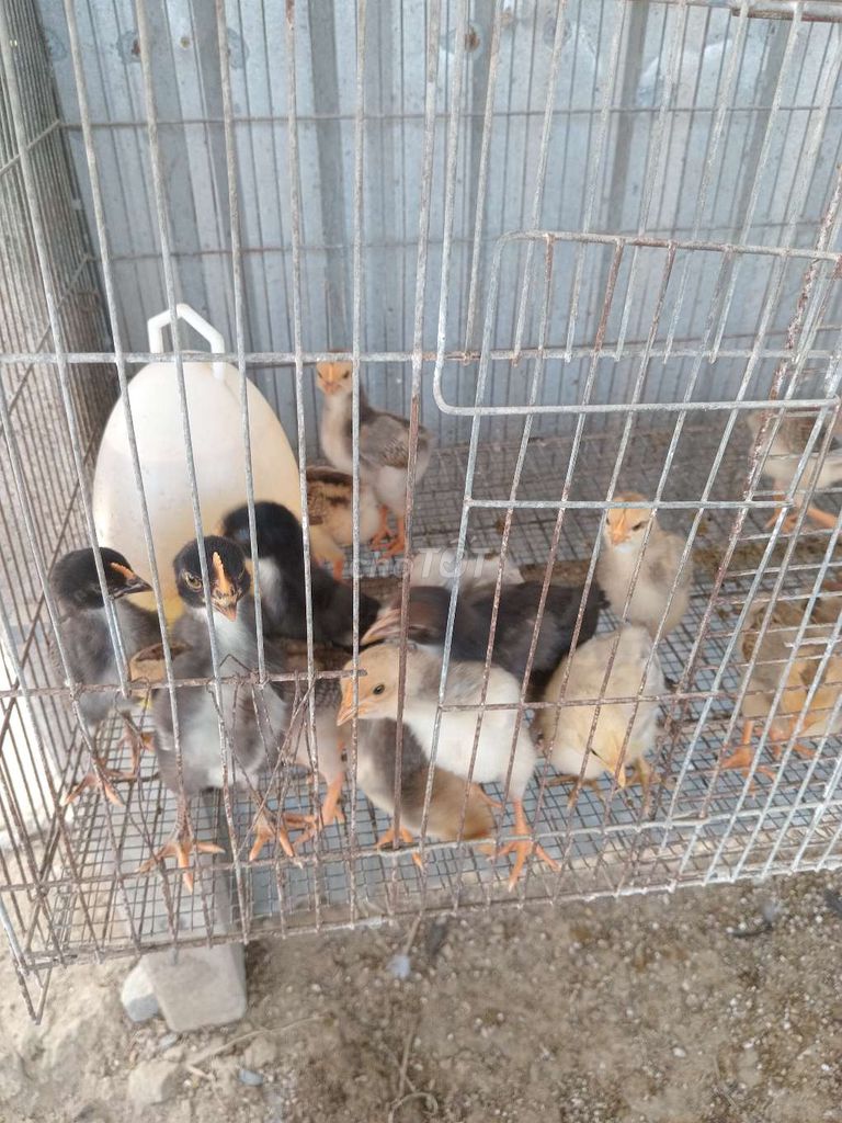 Gà ta tây ninh. Mua bán Gà tại Huyện Trảng Bàng Tây Ninh được đăng bởi Trại Dế mèn An Đước hình 1