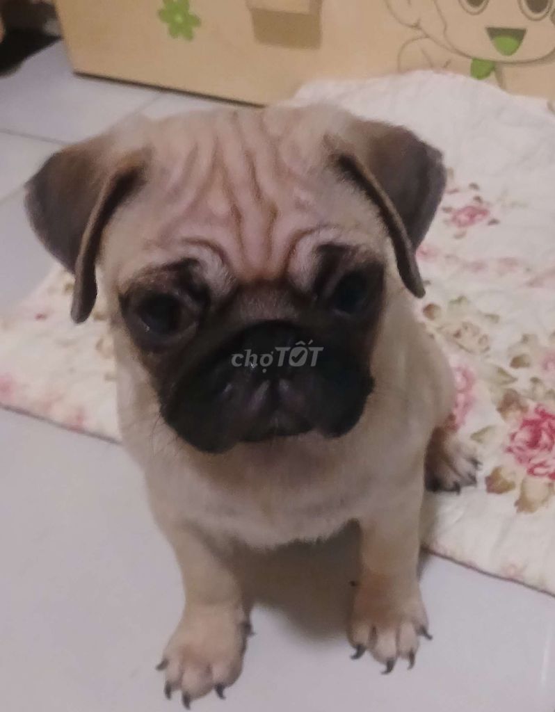 Chó Pug nâu vàng 5thang. Mua bán Chó tại Thành phố Thủ Đức Tp Hồ Chí Minh được đăng bởi Phan Thuỷ Tiên hình 1