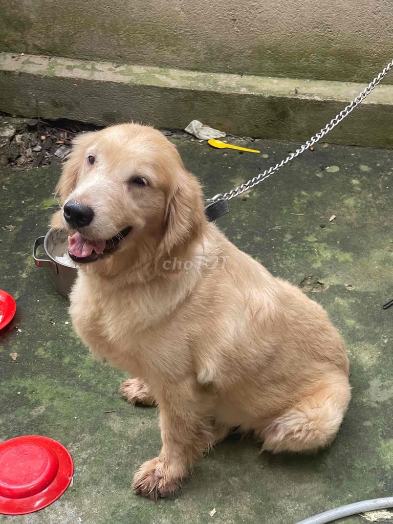 Chó Golden Retriever cái. Mua bán Chó tại Quận Cẩm Lệ Đà Nẵng được đăng bởi nguyen Trung hình 1