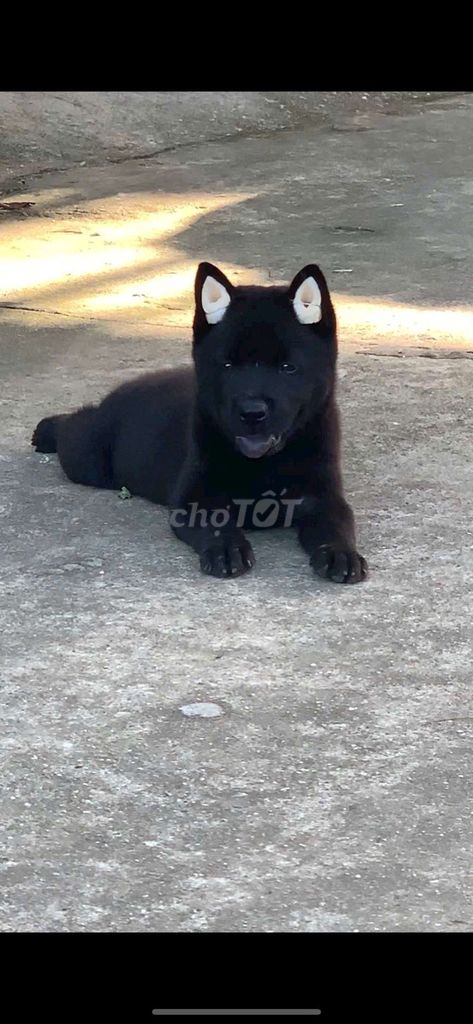 Chó Đen tuyền Lưỡi đen đực cái có đây đu. Mua bán Chó tại Thành phố Thủ Đức Tp Hồ Chí Minh được đăng bởi cho H mong hình 1