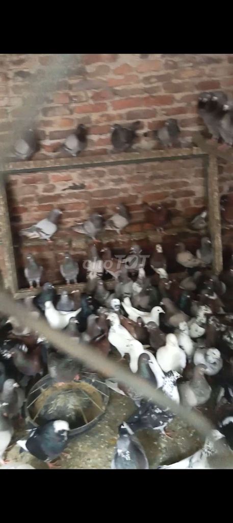 Bồ câu Pháp sắp đẻ. Mua bán Chim tại Quận Long Biên Hà Nội được đăng bởi tổng kho gia dụng  hình 1