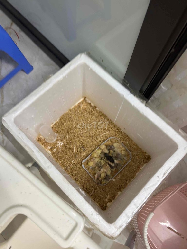 Gà rutin mini 9 ngày tuổi 20 con. Mua bán Gà tại Quận Đống Đa Hà Nội được đăng bởi Tina Ruly hình 1
