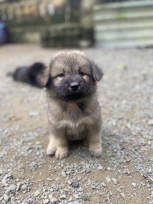 Chó lai xù giữ nhà, nuôi cảnh. Mua bán Chó tại Huyện Hòa Vang Đà Nẵng được đăng bởi Văn Hải