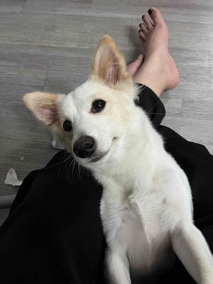 tìm chủ yêu thương. Mua bán Chó tại Thị xã Tân Uyên Bình Dương được đăng bởi quỳnh như