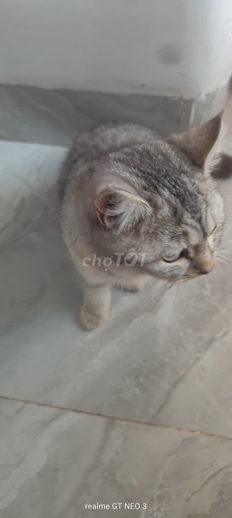 Mèo Anh lông ngắn Xám trắng 1 tuổi. Mua bán Mèo tại Thị xã Điện Bàn Quảng Nam được đăng bởi hồ hoàng khoa hình 1